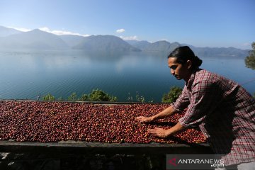 Permintaan merosot, ekspor kopi Gayo anjlok hingga 70 persen