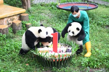 Pesta ulang tahun empat ekor panda