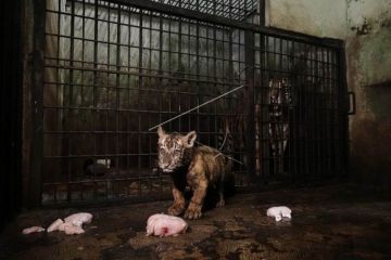 Anak harimau benggala