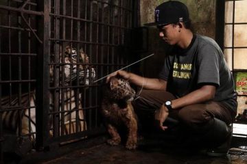 Anak harimau benggala