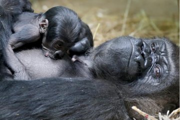 Mambele, induk gorila melahirkan di Kebun Binatang Antwerp