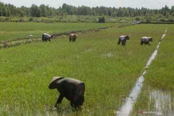 Hindari panas ekstrem, petani Vietnam tanam padi di malam hari