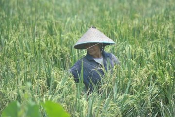 Sumatera Selatan target tiga besar penghasil beras nasional
