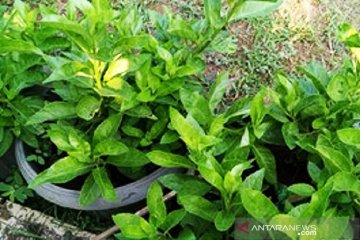 Balitbangtan: Sambung Nyawa tanaman liar dengan manfaat kesehatan