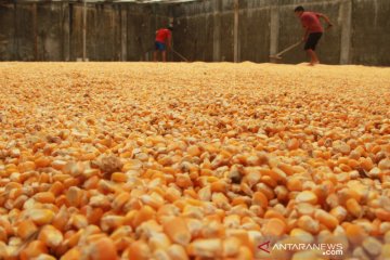 Target produksi jagung nasional