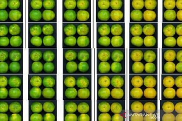 Teknologi degreening Balitbangtan jaga rasa dan tampilan jeruk keprok
