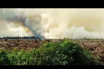 Baru 80 ribu ha, capaian target perhutanan sosial Riau masih rendah