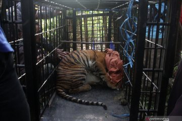Harimau sumatera Masuk Perangkap BKSDA