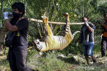 Harimau Sumatera mati diracun