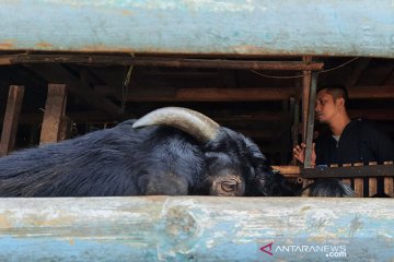 Permintaan hewan kurban di Jaksel mulai meningkat