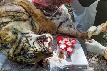 Pemeriksaan kematian harimau sumatera di Aceh Selatan