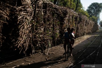 Tingkatkan luas tanam, PTPN targetkan produksi gula 2 juta ton