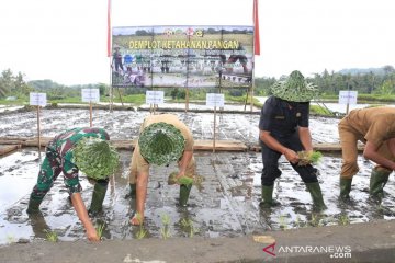 Pangdam Udayana dan Bupati Gianyar tanam padi demi ketahanan pangan