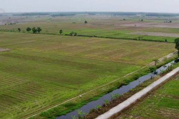 Riau akan maksimalkan 500 ribu hektare lahan cadangan pangan