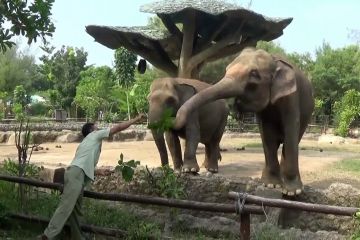Kebun Binatang di Batang batasi jumlah pengunjung