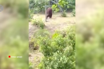 Habitat rusak, orangutan di Sampit ambil hasil kebun warga