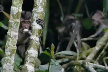 Warga Kaliurang suplai buah untuk kera yang turun gunung