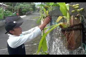 Warga lereng Merapi rintis wisata anggrek