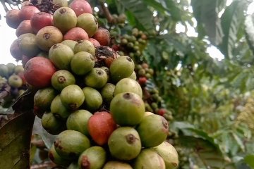 Potensi komoditas kopi di Dataran Tinggi Napu