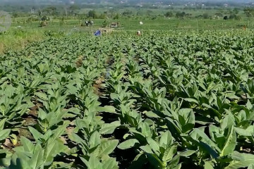 Pemkab Temanggung dorong sinergisitas industri dan petani tembakau