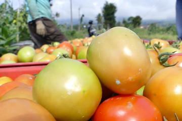 Petani tomat meraup untung jutaan rupiah