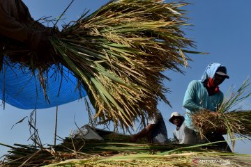 CIPS: Hambatan nontarif berpotensi ancam ketahanan pangan