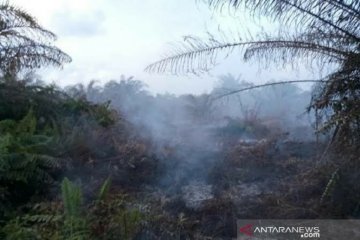 353 hektare hutan dan lahan hangus terbakar hingga Juni di Aceh