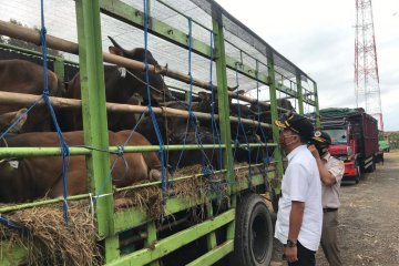 Balai Karantina Denpasar pastikan pengeluaran sapi bali penuhi syarat
