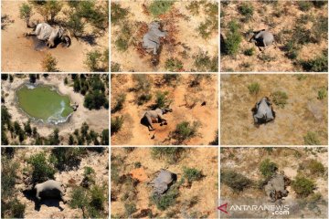 Ratusan gajah afrika mati di Botswana secara misterius