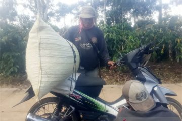 Petani Kopi Lampung sedang mengangkut hasil panen