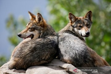 Polisi Prancis tangkap tiga serigala kabur, empat masih di alam liar