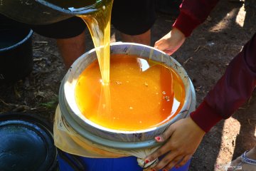 Panen madu dari bunga randu