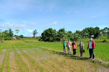 Malinau jadi daerah penyuplai kebutuhan pangan untuk IKN