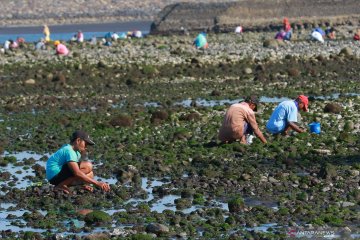 Warga mencari kerang di Pantai Cacalan