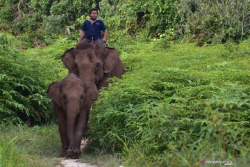 Populasi gajah sumatera