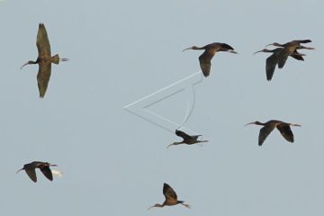 Ekowisata Untuk Konservasi Burung Air