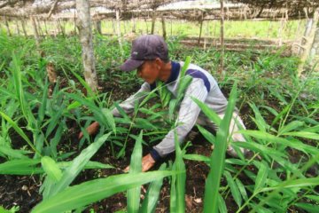 Tanam jahe di lahan gambut