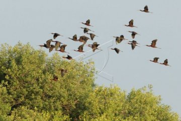 Ekowisata Untuk Konservasi Burung Air