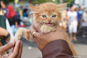 Ganti makanan bisa membuat bulu kucing rontok?