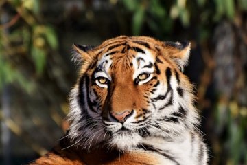 Petugas kebun binatang Swiss tewas diserang harimau Siberia