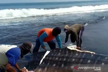 Tiga ekor hiu tutul terdampar di pesisir selatan Jember