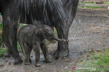 Kelahiran anak gajah sumatera
