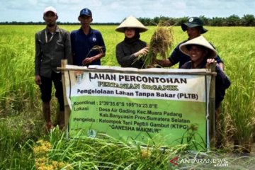 Petani Banyuasin berhasil kembangkan padi hitam di lahan gambut