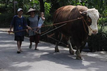 Peternak sapi