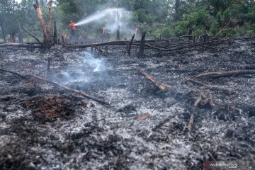 Kebakaran lahan di Pekanbaru
