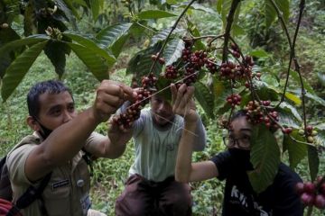 Edukasi kepada petani kopi