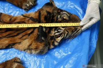 Identifikasi lanjutan barang bukti harimau sumatra