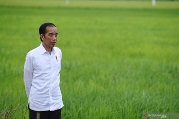 Presiden Jokowi: 30.000 ha "food estate" Kalteng dikerjakan tahun ini