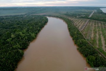 Pelayaran bangsa Austronesia ikuti sebaran mangrove Rhizoppora spp