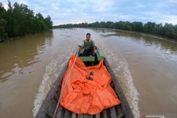 Mangrove, kelapa dan migrasi burung